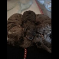 Goldendoodle - Both