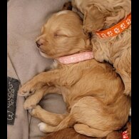 Maltipoo - Both