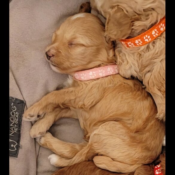 Maltipoo - Both