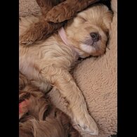 Maltipoo - Both