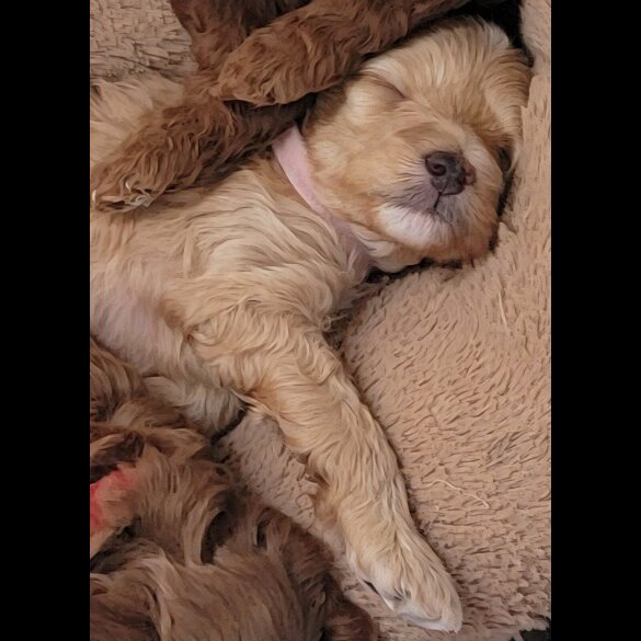 Maltipoo - Both