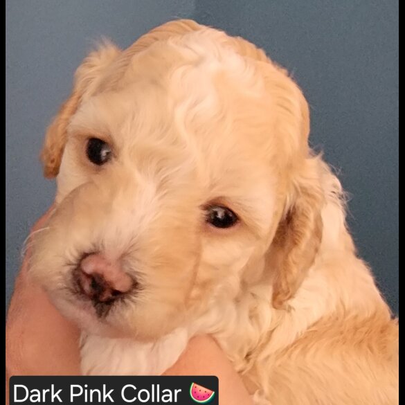 Maltipoo - Both