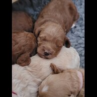 Maltipoo - Both