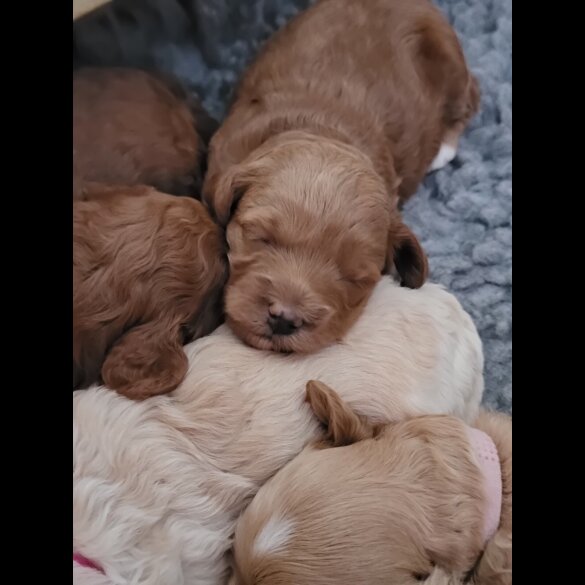 Maltipoo - Both