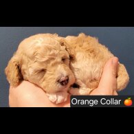Maltipoo - Both