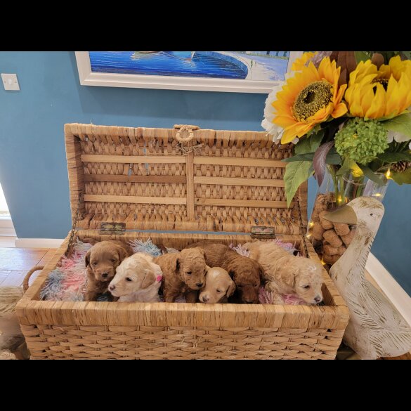 Maltipoo - Both
