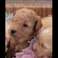 Maltipoo - Both