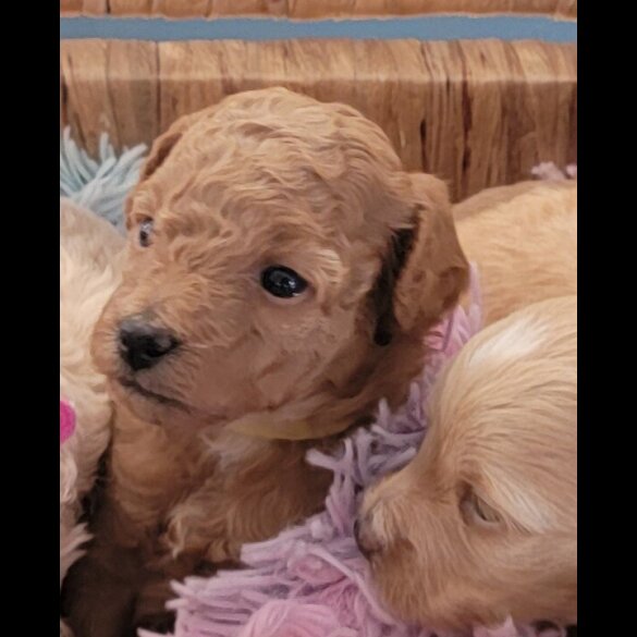 Maltipoo - Both