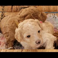 Maltipoo - Both