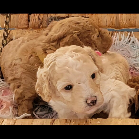 Maltipoo - Both