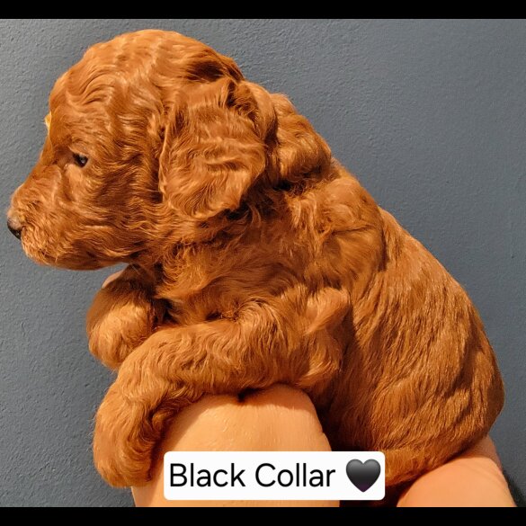 Maltipoo - Both