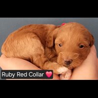 Maltipoo - Both