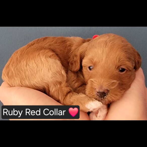 Maltipoo - Both
