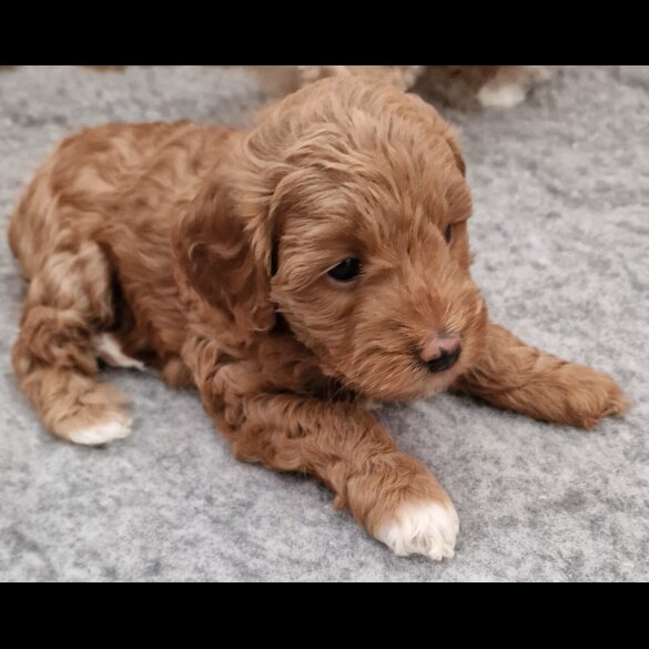Maltipoo - Both