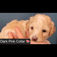 Maltipoo - Both