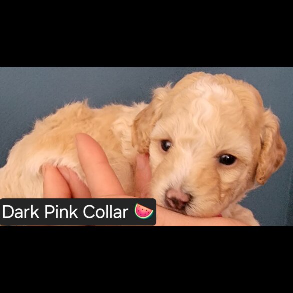 Maltipoo - Both