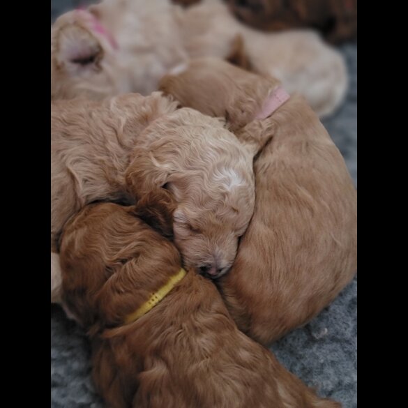 Maltipoo - Both