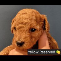 Maltipoo - Both