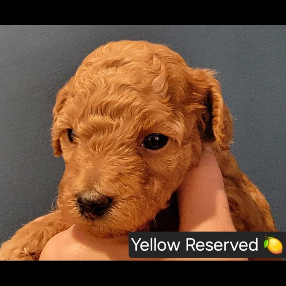 Maltipoo - Both
