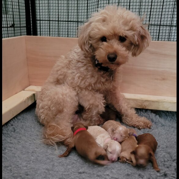 Maltipoo - Both