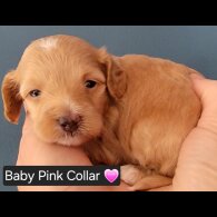 Maltipoo - Both
