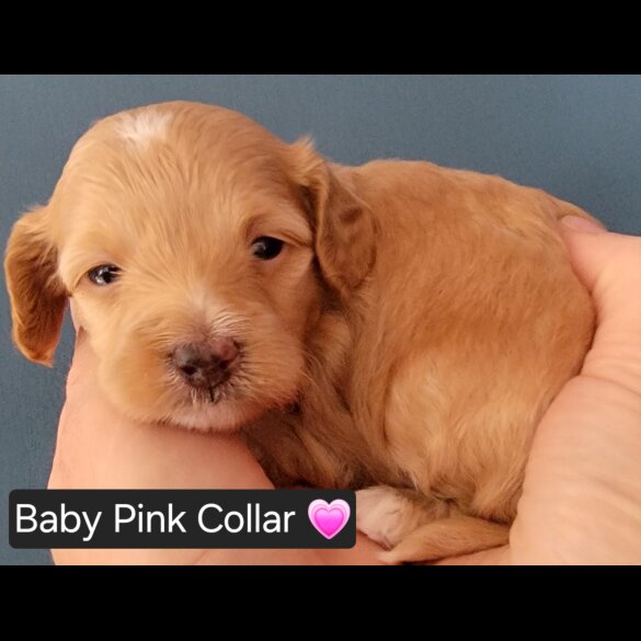 Maltipoo - Both