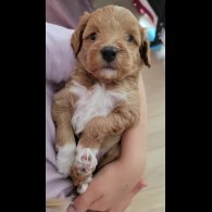 Maltipoo - Both