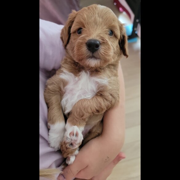 Maltipoo - Both