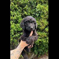 Cockapoo - Both