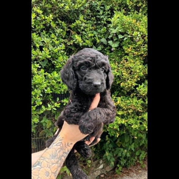 Cockapoo - Both