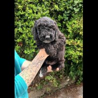 Cockapoo - Both