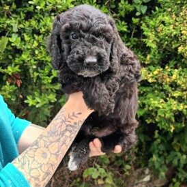 Cockapoo - Both