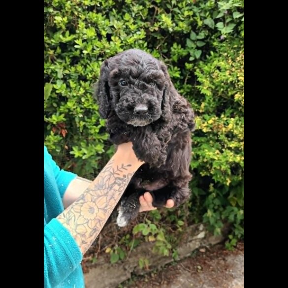 Cockapoo - Both
