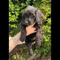 Cockapoo - Both