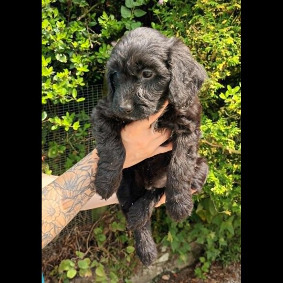 Cockapoo - Both