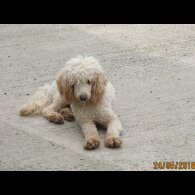 Cockapoo - Both