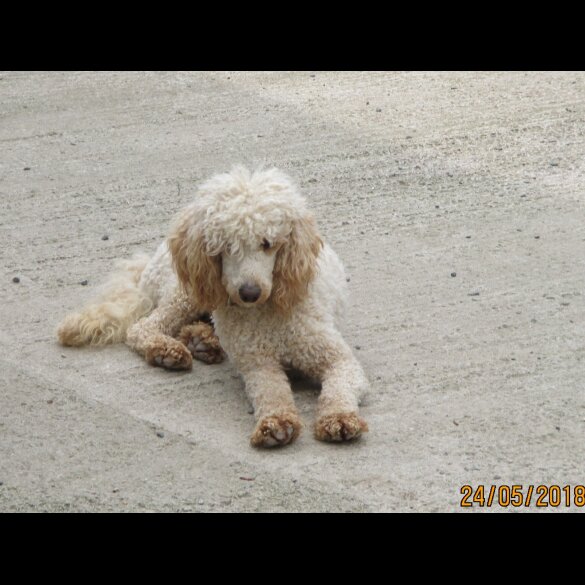 Cockapoo - Both