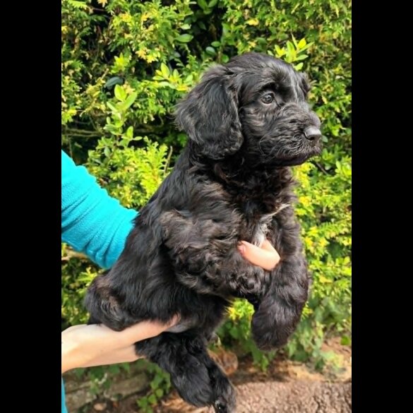Cockapoo - Both