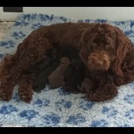 Cockapoo - Both
