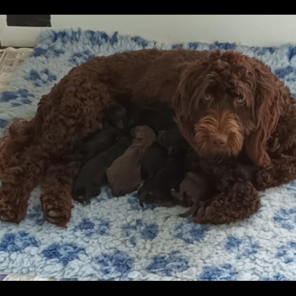 Cockapoo - Both