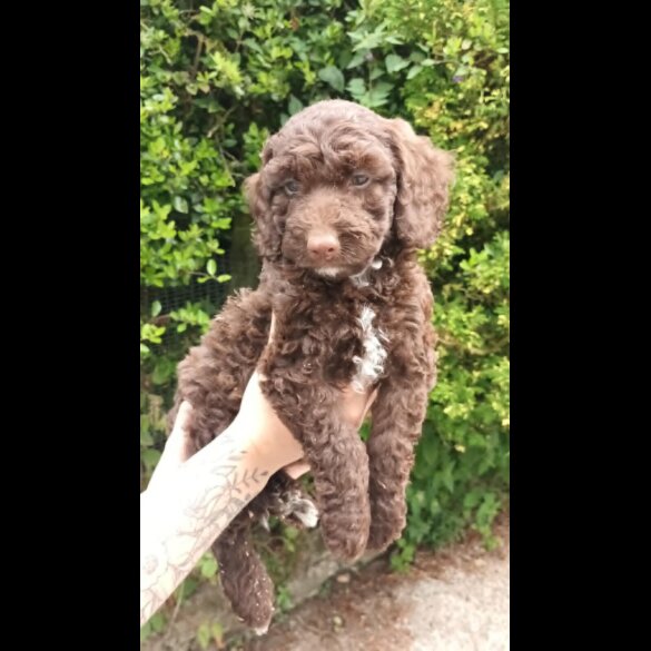 Cockapoo - Both