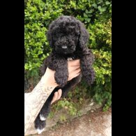 Cockapoo - Both