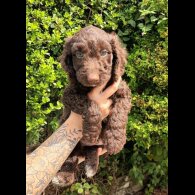 Cockapoo - Both