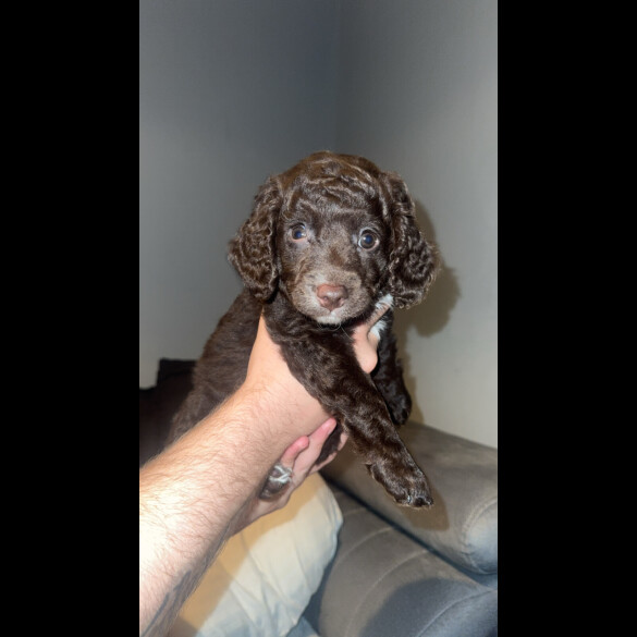 Cockapoo - Bitches