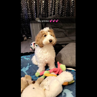 Cockapoo - Bitches