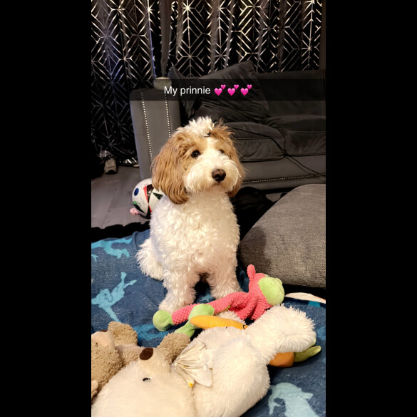 Cockapoo - Bitches