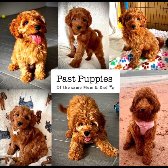 Cockapoo - Both