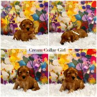 Cockapoo - Both