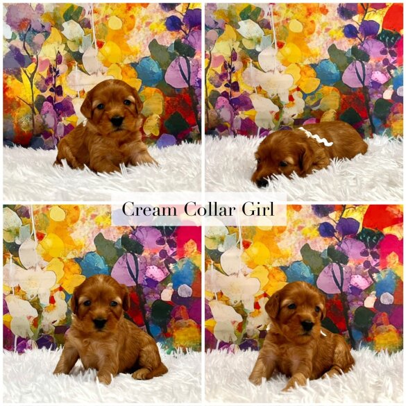 Cockapoo - Both