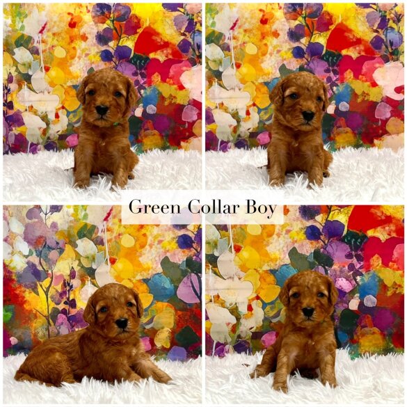 Cockapoo - Both